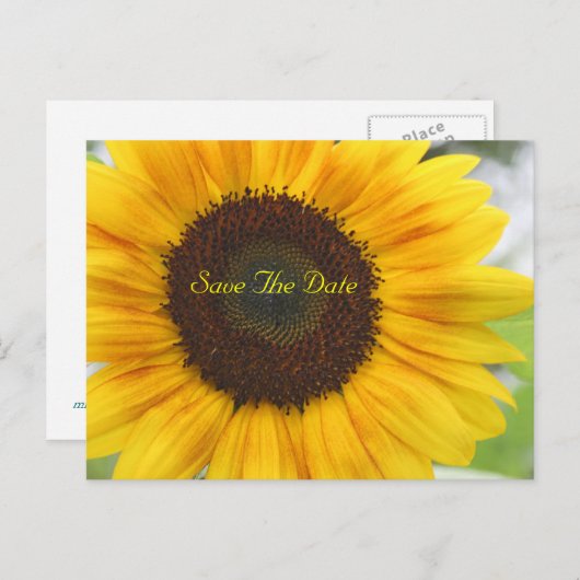 Sunflower Enregistrer la date Carte postale (Devant / Derrière)