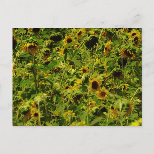 Sunflower field briefkaart (Voorkant)
