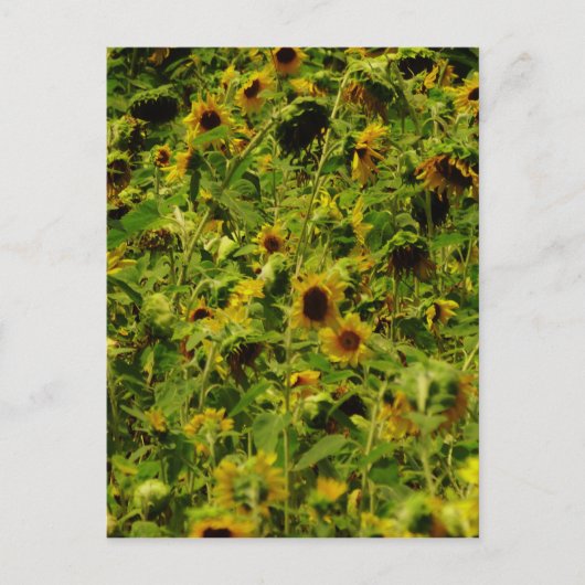 Sunflower field briefkaart (Voorkant)