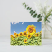 Sunflower field Carte postale (Debout devant)
