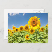 Sunflower field Carte postale (Devant / Derrière)