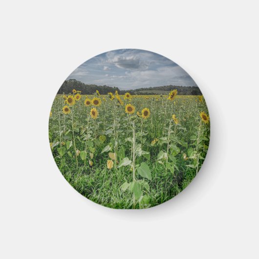 "Sunflower Field" Magnet Magneet (Voorkant)