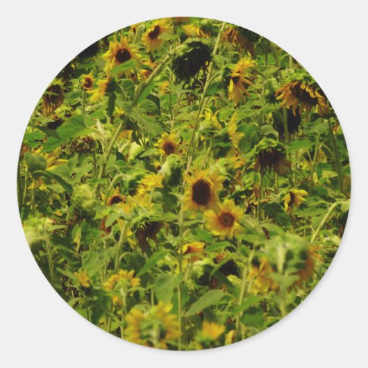 Sunflower field ronde sticker (Voorkant)
