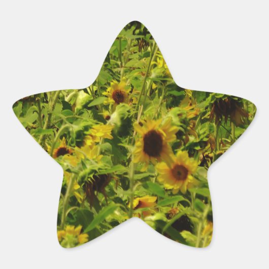 Sunflower field ster sticker (Voorkant)
