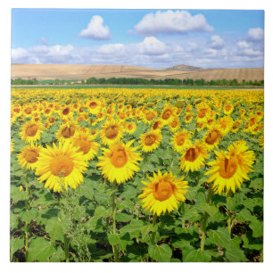 Sunflower field tegeltje