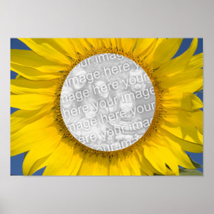 Sunflower Foto Poster