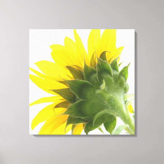 Sunflower Fuzz Canvas Print (Voorkant)