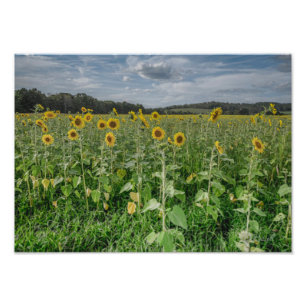 "Sunflower Heaven" Foto Afdruk