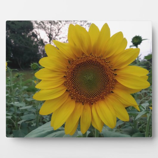 Sunflower Photo Plaque 8x10 with Stand for Display (Devant)