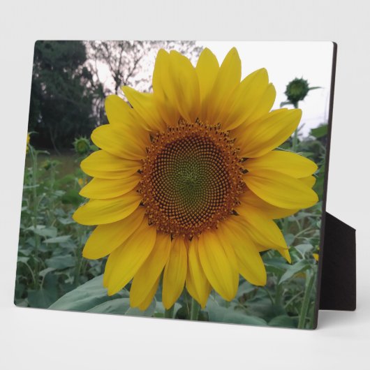Sunflower Photo Plaque 8x10 with Stand for Display (Côté)