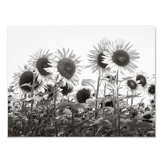Sunflower Photographie d'art noir et blanc (Devant)
