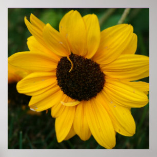 Sunflower Poster