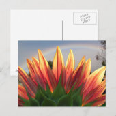 Sunflower Rainbow ~ carte postale (Devant / Derrière)