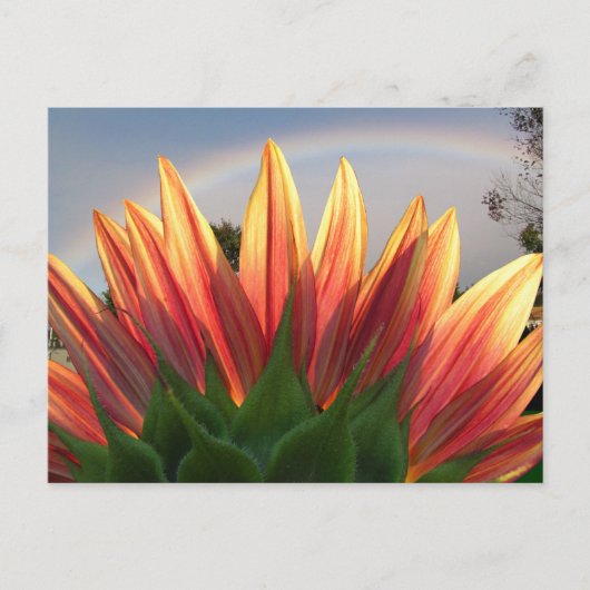 Sunflower Rainbow ~ carte postale (Devant)