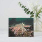 Sunflower Sea Star - Carte postale (Debout devant)