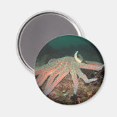 Sunflower Sea Star - Magnet (Recto/Verso)