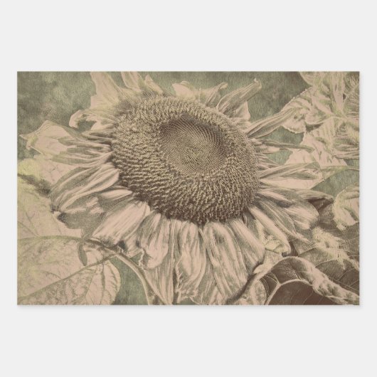 Sunflower Sepia Tone Brown Art Texture Decoupage Inpakpapier Vel (Voorkant 3)