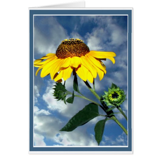 Sunflower Sky (Devant)