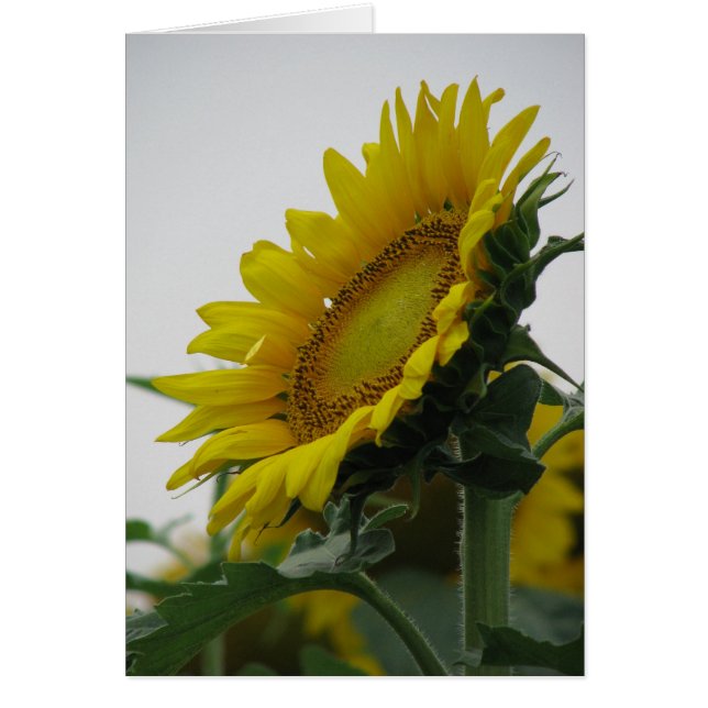 Sunflower Summer Series (Devant)