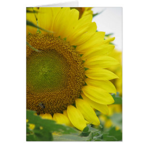 Sunflower Summer Series