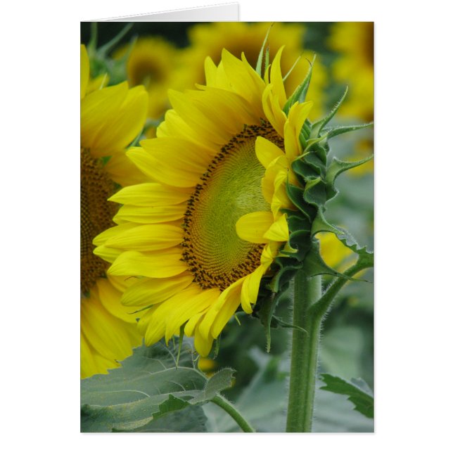 Sunflower Summer Series (Devant)