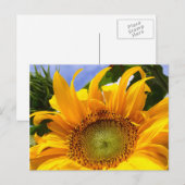 SUNFLOWER SUNSHINE ~ Postacrd Briefkaart (Voorkant / Achterkant)