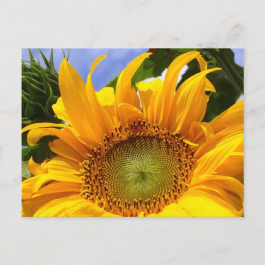 SUNFLOWER SUNSHINE ~ Postacrd Briefkaart (Voorkant)