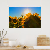 Sunflower Sunstar Poster (Keuken)