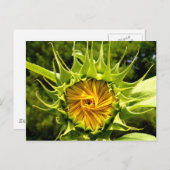 Sunflower Whirl Briefkaart (Voorkant / Achterkant)