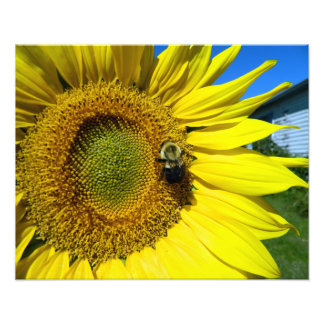 sunflower with bumble bee foto afdruk