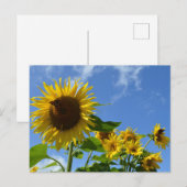 Sunflowers & Butterflies Briefkaart (Voorkant / Achterkant)