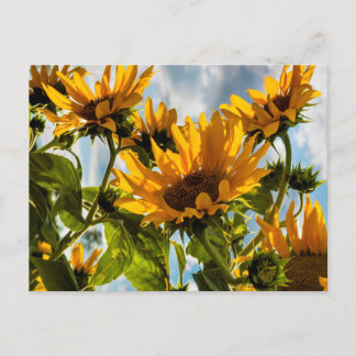 Sunflowers Feestdagenkaart