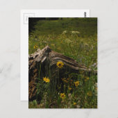 Sunflowers & log briefkaart (Voorkant / Achterkant)