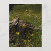 Sunflowers & log