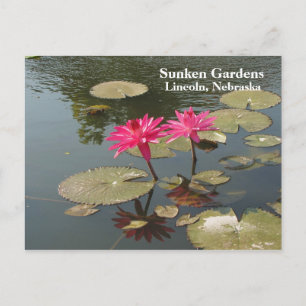 Sunken Gardens Pink Water lilies #80N 080 Briefkaart
