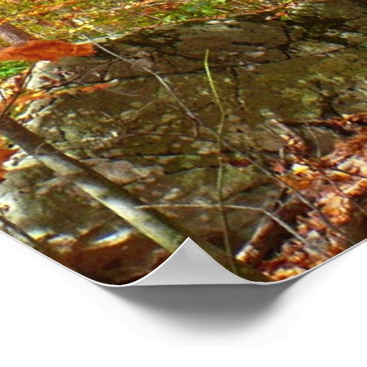 Sunlight Dapapped Herfst Trail at Laurel Hill Park Poster (Hoek)