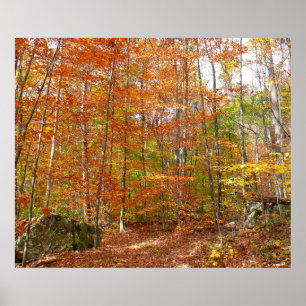 Sunlight Dapapped Herfst Trail at Laurel Hill Park Poster