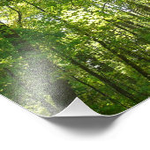 Sunlight on Wooded Path in Centennial Park Foto Afdruk (Hoek)