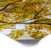 Sunlight Through Autumn Sugar Maples Poster (Hoek)