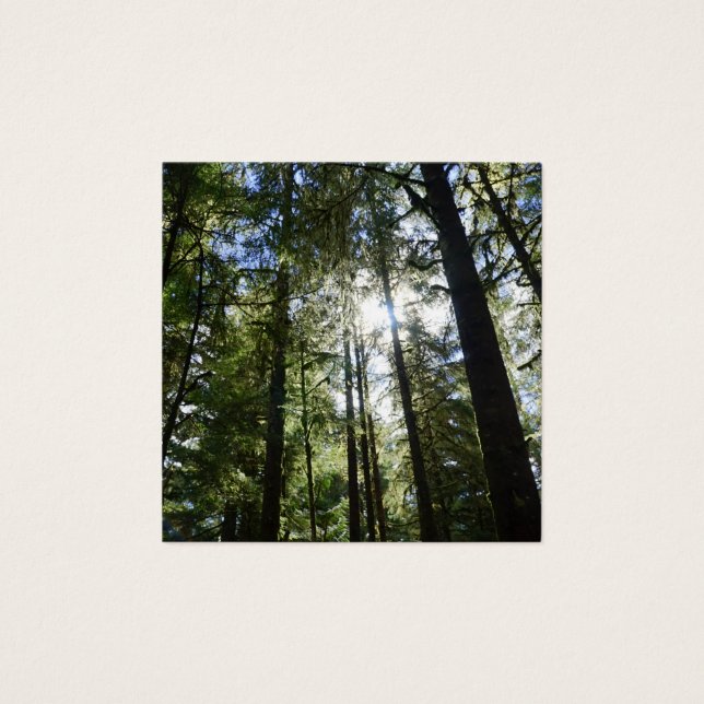 Sunlight Through Pine Trees (Devant)