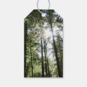 Sunlight Through Pine Trees Cadeaulabel (Voorkant)