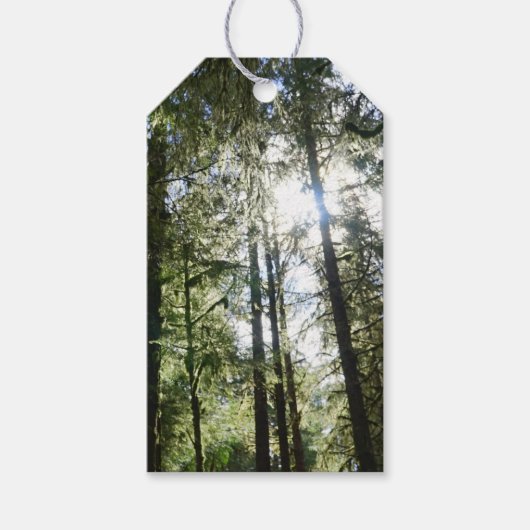 Sunlight Through Pine Trees Cadeaulabel (Voorkant)