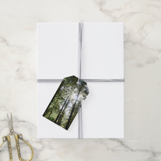 Sunlight Through Pine Trees Cadeaulabel (Met Touw)
