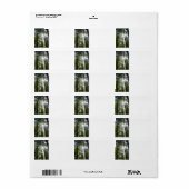 Sunlight Through Pine Trees Etiket (Full Sheet)