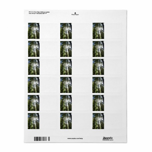 Sunlight Through Pine Trees Etiket (Full Sheet)