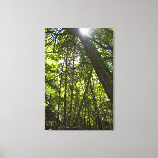 Sunlight Through the Forest Canopy Canvas Afdruk
