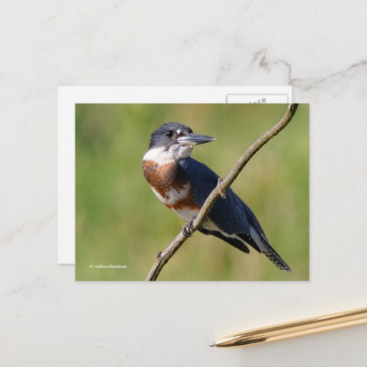 Sunlit Belted Kingfisher Bird on Branch Briefkaart (Voorkant / Achterkant in situ)