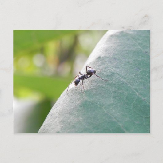 Sunlit Black Ant Briefkaart (Voorkant)