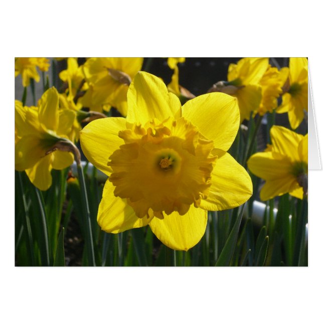 Sunlit Daffodil (Voorkant Horizontaal)