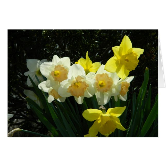 Sunlit Daffodil Kaart (Voorkant Horizontaal)